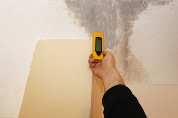 Best Attic Mold Removal  in Woodstown, NJ