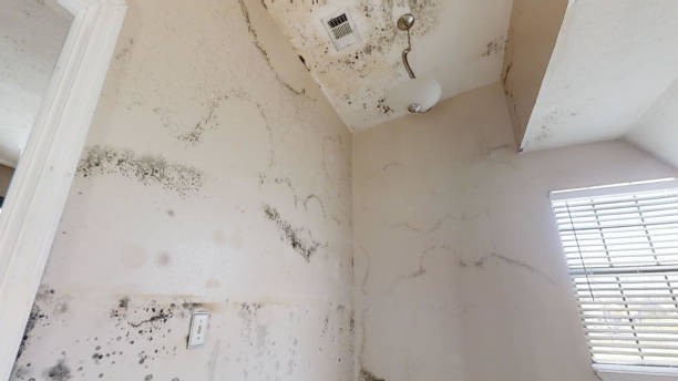Mold Odor Removal Services in Woodstown, NJ