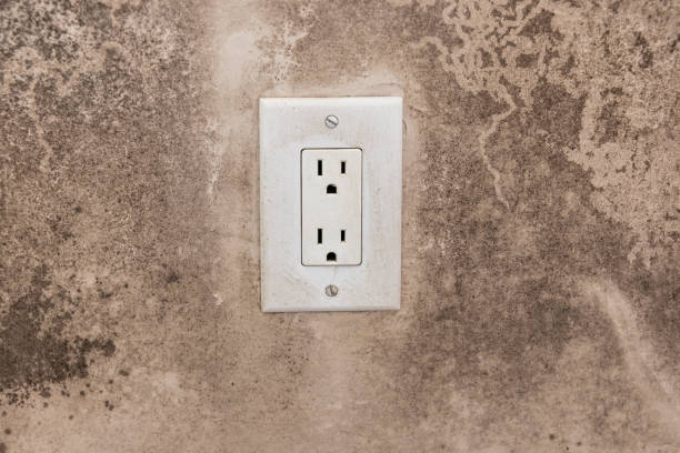 Reliable Woodstown, NJ Mold Removal Solutions