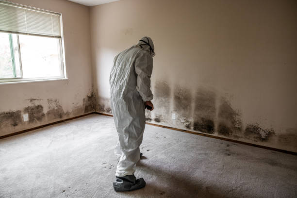 Best Comprehensive Air Testing for Mold Contaminants  in Woodstown, NJ